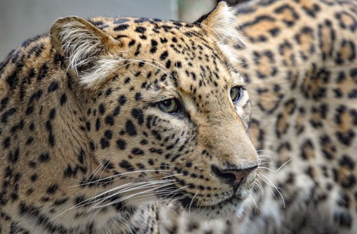 Wilhelma in Stuttgart: Leberkrebs – einziger Persischer Leopard eingeschläfert