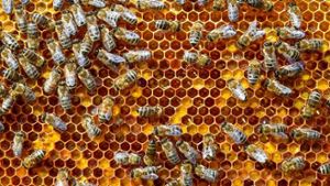 Unbekannte stehlen Bienen