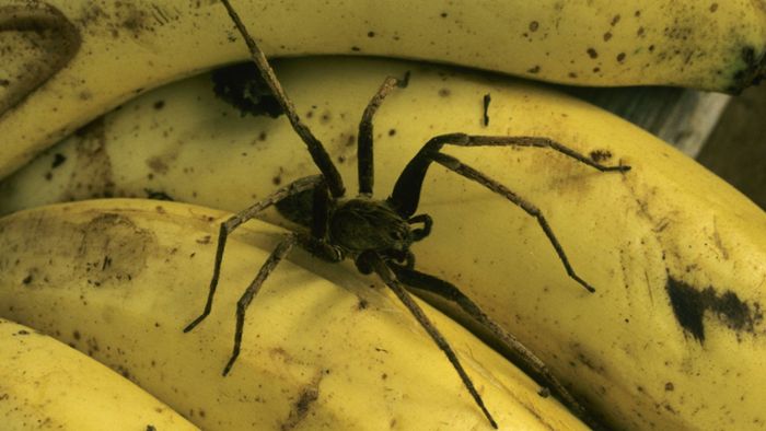 Supermarktleiter findet Spinne in Bananenkiste