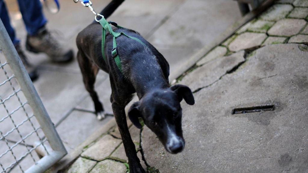 Hunde in Filderstadt: Warnung vor Giftködern