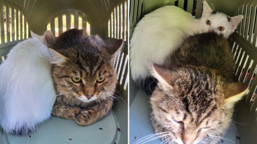 Ausgesetzte Katzen in Waldenbuch: Hilfe für Anis und Kardamom gesucht