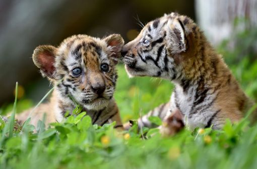 Die beiden Tigerbabys Naya und Kalú haben in der Hacienda Napoles das Licht der Welt erblickt. Foto: AFP/Raul Arboleda