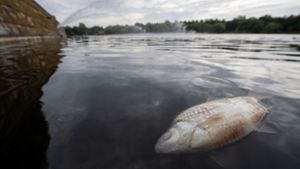 Angler sammelten rund 50 000 tote Fische aus dem See. Foto: dpa