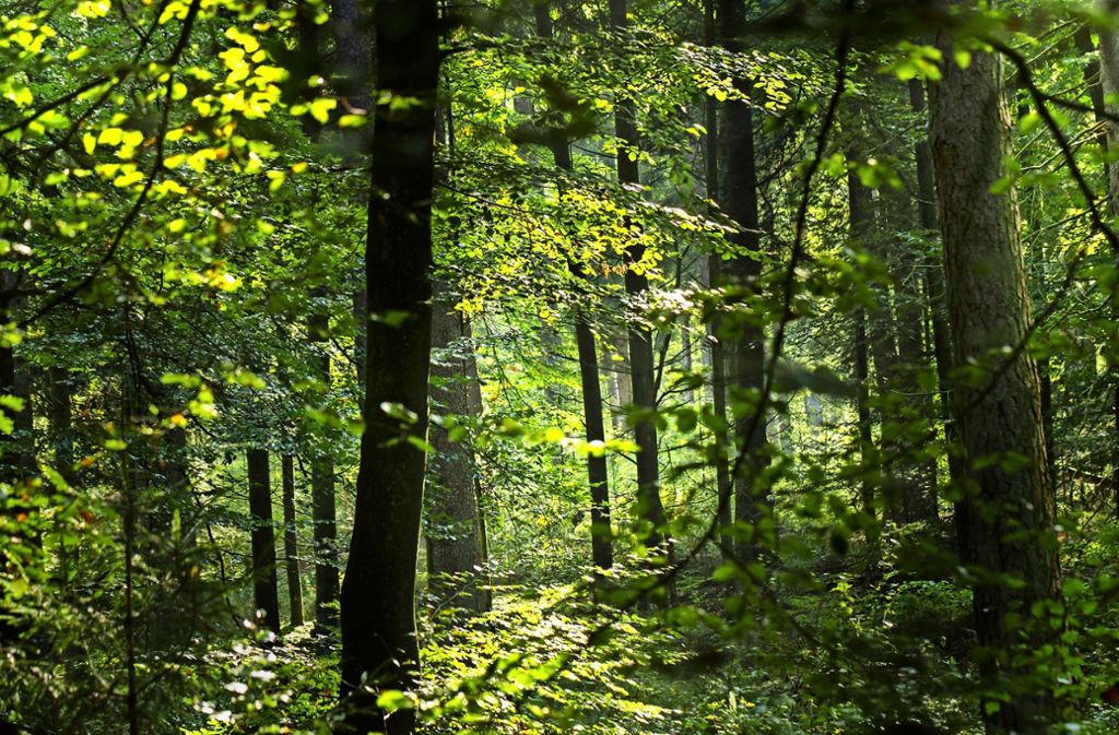Die Bürgerinitiative Zukunft Stuttgarter Wald möchte die Naherholung in den Vordergrund stellen und spricht sich unter anderem gegen   Kahlschläge aus. Foto: imago stock&people