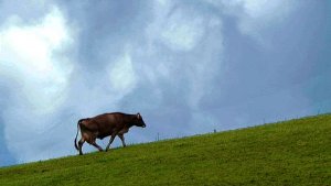 Ländliche Idylle: Eine Kuh läuft übers saftig grünes Gras unter blauem Himmel. Foto: dpa
