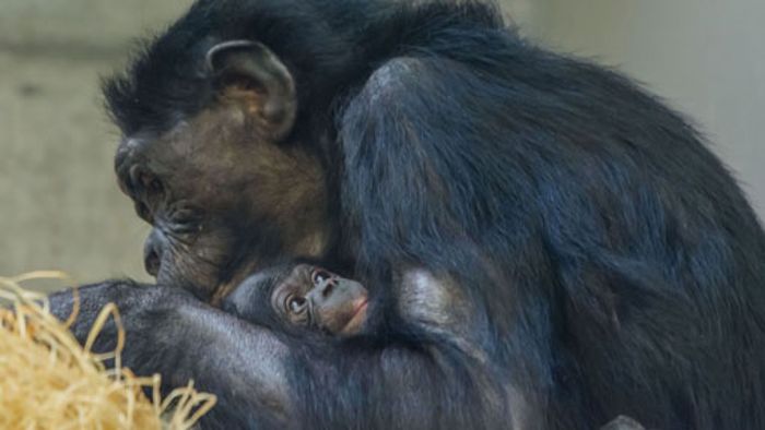 Das vierte Bonobo-Baby ist auf der Welt
