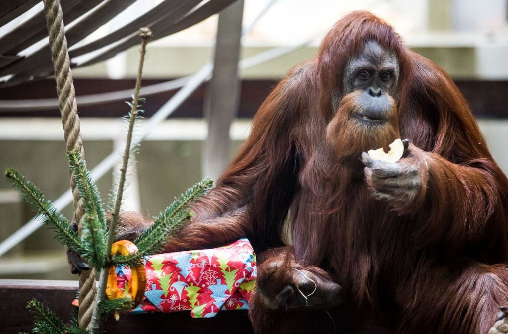 Auch die Orang-Utans können sich über Geschenke zu Weihnachten freuen.