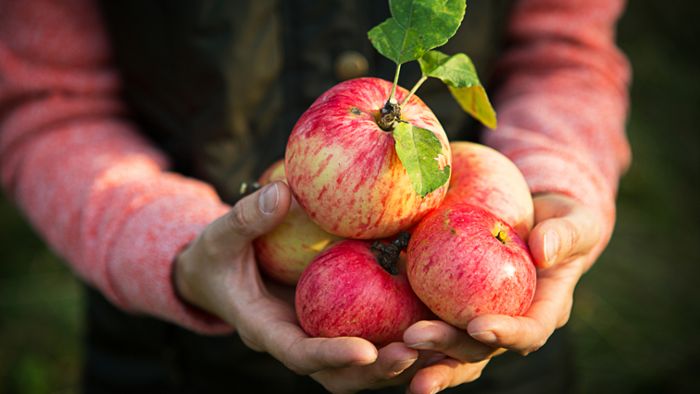Welche Äpfel sind für Allergiker geeignet?