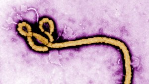 Italienerin mit Ebola identifiziert