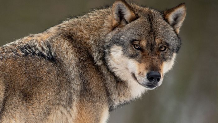 Wolfshaare stammen in Wirklichkeit von einem Hund