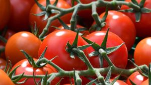 Ein Tomatendiebstahl ist im Ortenaukreis eskaliert. (Symbolfoto) Foto: dpa/Martin Schutt