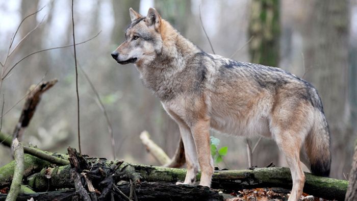 Neuer Wolf im Südwesten nachgewiesen