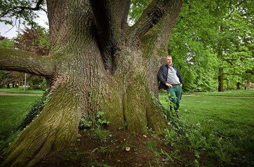 Die teils sehr alten Bäume im  Schlosspark Winnenden haben es Parkpfleger Andreas Sachsenhauser angetan. Foto: Gottfried Stoppel