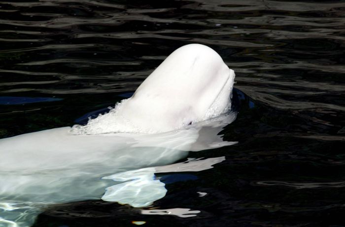Belugawal  in Frankreich: Wieder verirrt sich ein Wal in die Seine