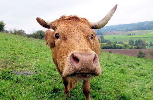 Ein Limpurger Rind steht auf einer Weide in Bühlerzell-Holenstein. Foto: dpa