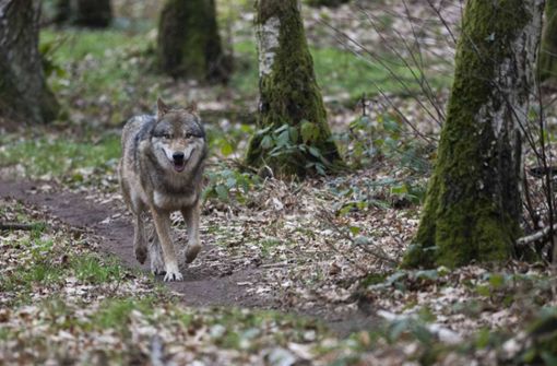 Ein Wolf hat das vor zwei Wochen in der Gemeinde Schluchsee gefundene Rind vermutlich getötet. (Symbolbild) Foto: dpa/Sebastian Gollnow