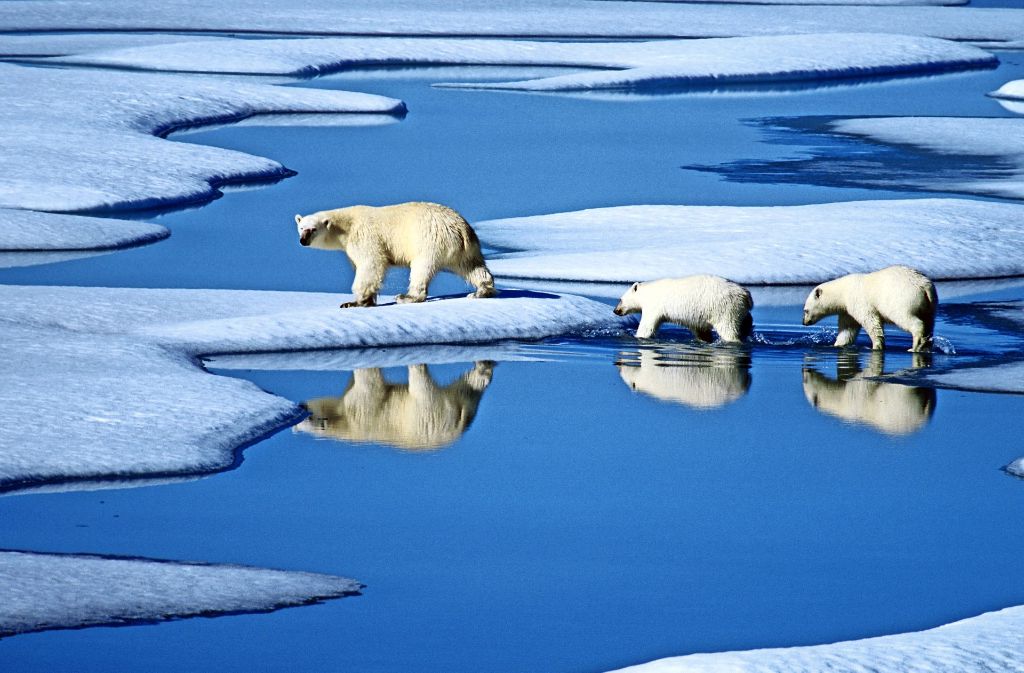 Der Klimawandel lässt das Jagdrevier der Eisbären schrumpfen. Manche Tiere weichen deshalb auf andere Nahrung aus. Foto: dpa
