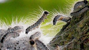 Die Haare der Spinner sind giftig. Deshalb werden die Tiere bekämpft. Foto: dpa