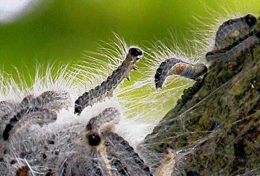 Die Haare der Spinner sind giftig. Deshalb werden die Tiere bekämpft. Foto: dpa