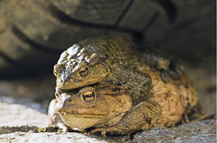 Krötenwanderung im Kreis Böblingen: Amphibienschranke  bringt Autofahrer gegen Tierschützer auf