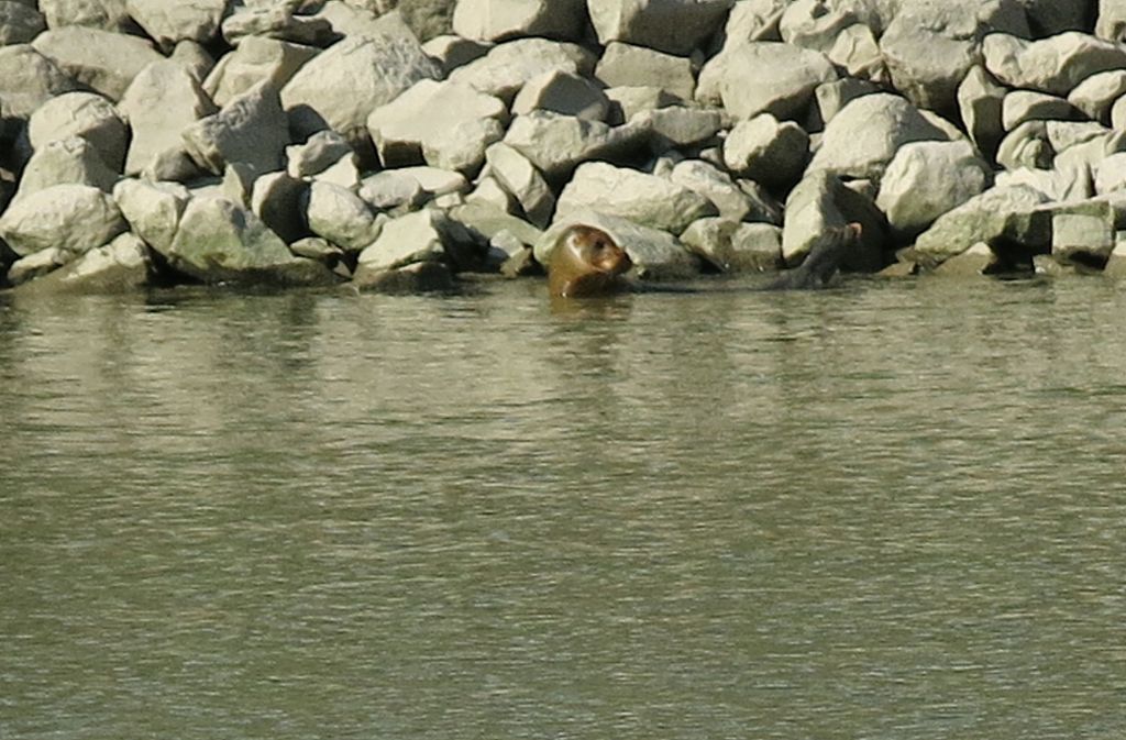 Schon einmal hat sich eine Robbe im Rhein verschwommen. Im Oktober 2014 tauchte sie im Düsseldorfer Medienhafen auf.  Das Tier fand den Weg zurück zur etwa 270 Kilometer entfernten Nordsee.