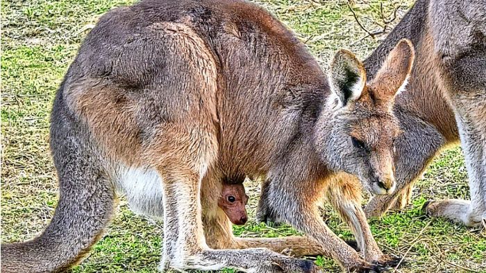 Erneut Nachwuchs In Der Wilhelma Da Regt Sich Etwas Tasmanisches 