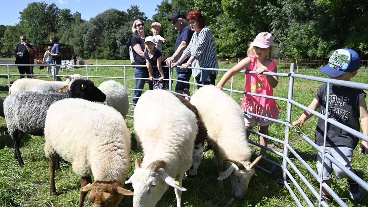 Beliebtes Festival im Bottwartal: Aufs Schaf gekommen