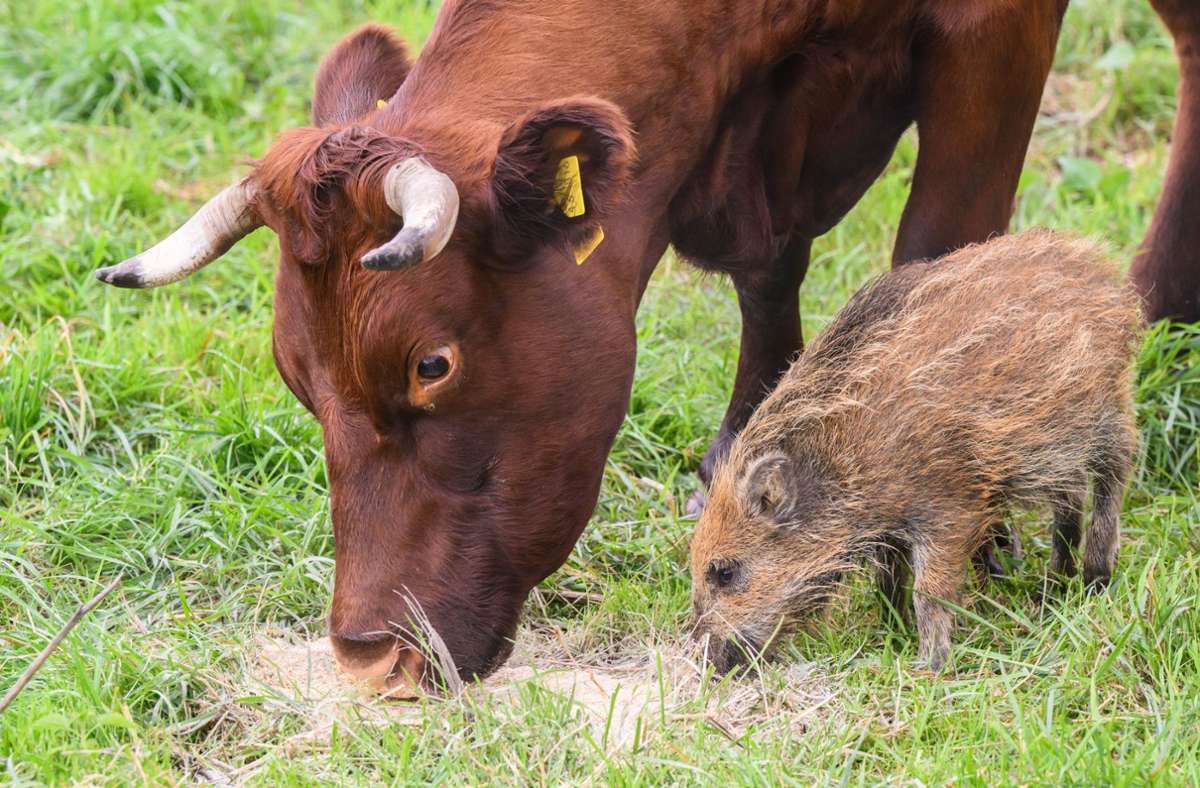 Gehört jetzt auch zur Kuhherde: Wildschwein-Jungtier „Frieda“. Foto: dpa/Julian Stratenschulte
