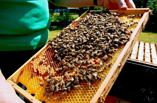In diesem Jahr sind die Waben oft leer: Auch die eifrigsten Bienen brauchen blühende Pflanzen, um Honig zu produzieren. Daran mangelt es aber in der Stadt immer mehr. Foto: Gläßer