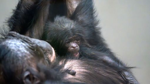Der jüngste Bonobo-Nachwuchs von Urgroßmutter Chipita. Foto: Wilhelma/Birger Meierjohann