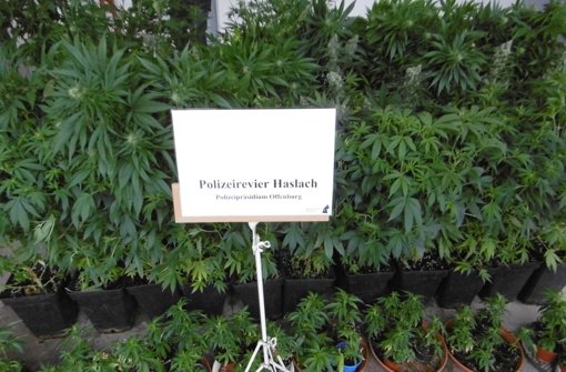Mehr als 100 Marihuana-Pflanzen hat die Polizei in Mühlenbach sichergestellt. Foto: Polizei Haslach