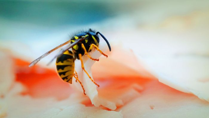 Wie gefährlich sind Wespen oder Motten am Essen?