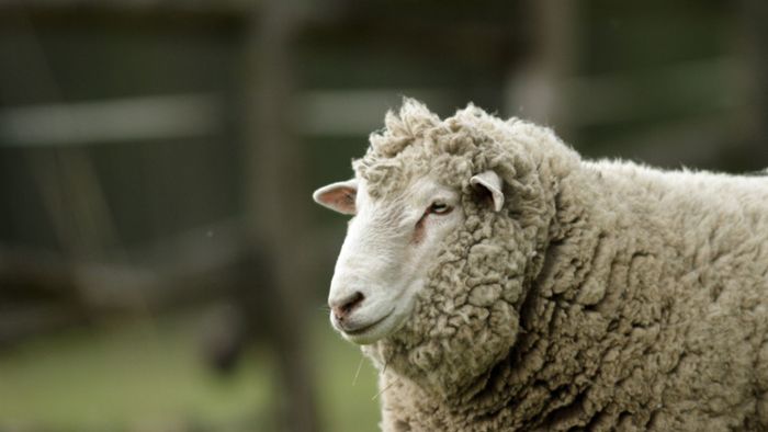 Vier Schafe bei Zugunfall getötet