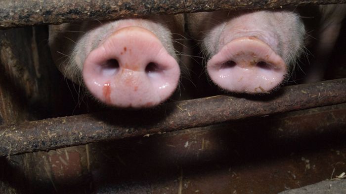 Nach Ausbruch von Schweinepest bei Hausschweinen starten Tests