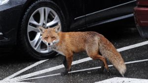 Vollbremsung wegen Fuchs führt zu Verletzten
