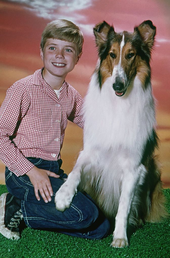 Vielleicht der berühmteste Filmhund aller Zeiten: Lassie. Der Langhaarcollie erhielt mehrere Serien und Kinofilme, wurde dabei von verschiedenen Hunden gespielt. Der letzte Lassie-Film stammt aus dem Jahr 2005, der erste aus dem Jahr 1943.