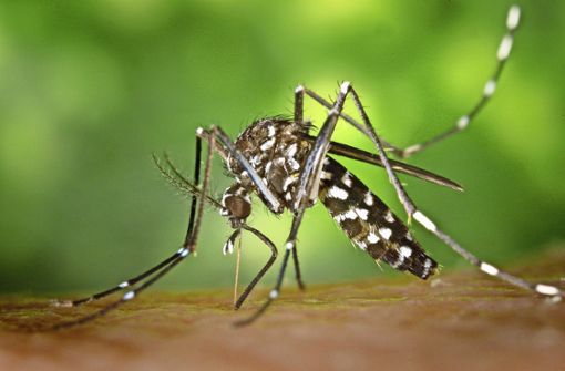 Elf Mückenfallen befinden sich nun in Möhringen. Foto: dpa//James Gathany