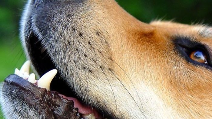 Tödlicher Hundebiss: Halterin meldet sich