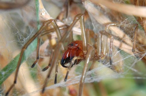 Die Ammen-Dornfingerspinne gilt als einzige Spinnenart Mitteleuropas, die dem Menschen schmerzhafte Vergiftungen zufügen kann. Foto: Wikipedia commons/Rainer Altenkamp/CC BY-SA 3/0
