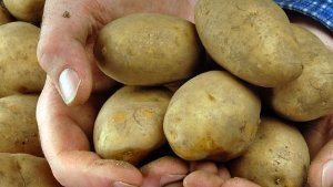 Kartoffeldampes im Türlesofen