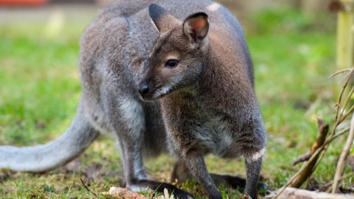 Besucher in Zoo tötet Känguru mit Steinen