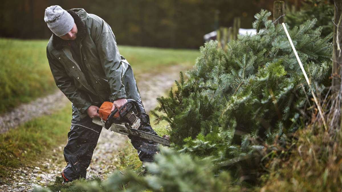 Christbaum-Verkauf im Rems-Murr-Kreis: Zu Besuch auf der      Schönheitsfarm für  Weihnachtsbäume in Auenwald