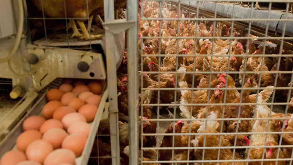 Skandal um Fipronil-Eier: Protest gegen Tötung von Hühnern