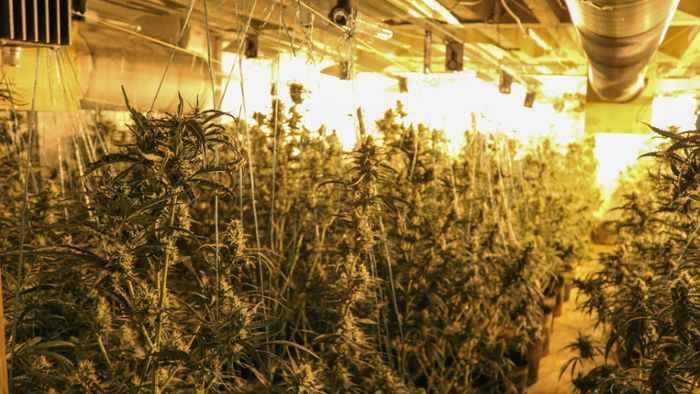 Geislingen an der Steige: Riesige Cannabis-Plantage in Halle – zwei Männer festgenommen