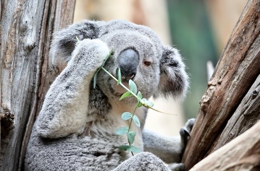 Koala-Männchen Oobi-Ooobi sitzt auf einem Baum im neuen Koala-Haus im Zoo Leipzig. Foto: dpa