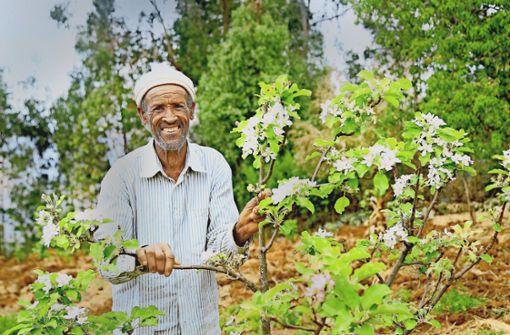 Ein kleines Vermögen verdient der Hochlandbauer   Belay Gebeye mit seinen Bäumen. ­Früher hat er  nur Hirse und Weizen angebaut. Foto: Tesfaye Agdisa/Menschen für Menschen