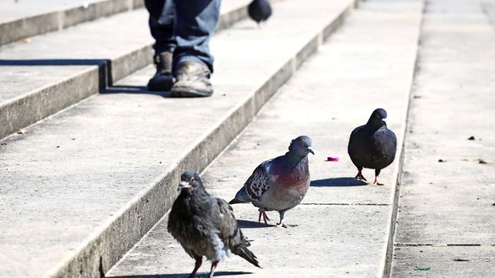 Tierschützer:  Tauben verhungern im Park