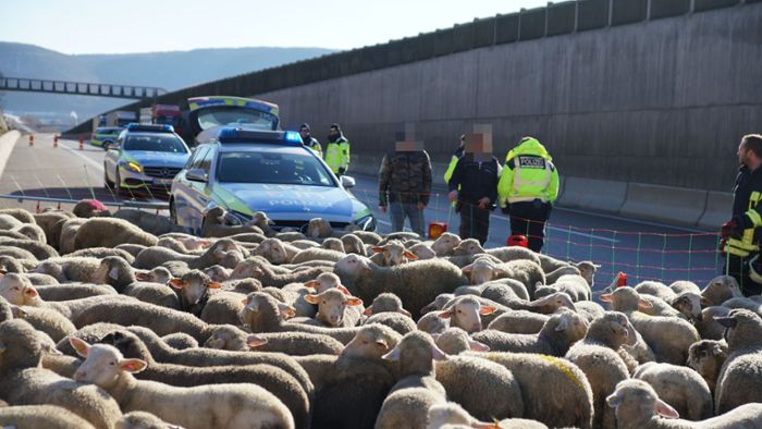 300 Schafe mit beispielloser Rettungsaktion in Sicherheit gebracht