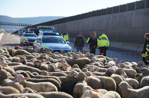 Rund 300 Schafe mussten auf der A8 nach dem Brand in Sicherheit gebracht werden. Foto: SDMG/SDMG / Woelfl