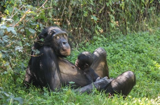 Stillleben im Grünen: Bonobo-Dame Nayembi mit ihrem Baby im Außengehege der Menschenaffen in der Stuttgarter Wilhelma. Foto: Wilhelma
